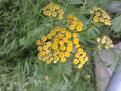 Tanacetum vulgare
