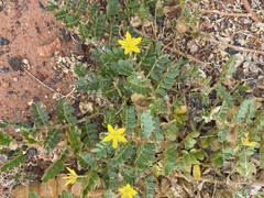 Tribulus hirsutus