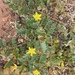 Tribulus hirsutus - Photo (c) nishanw, some rights reserved (CC BY-NC)