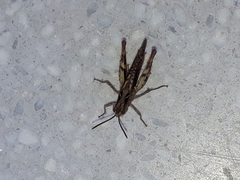 Chorthippus brunneus