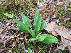 Viola gmeliniana