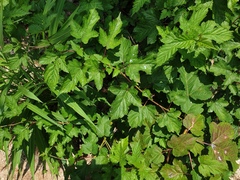 Rubus crataegifolius