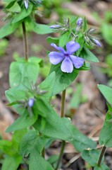 Phlox divaricata laphamii