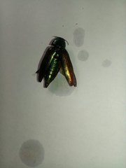 Eurythyrea aurata