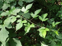 Rubus crataegifolius