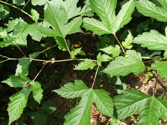 Rubus crataegifolius