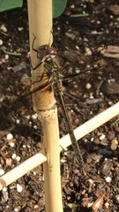 Somatochlora franklini