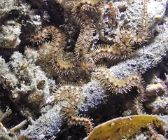 Ophiothrix