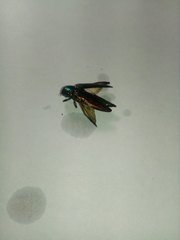 Eurythyrea aurata