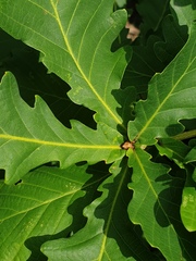 Quercus mongolica