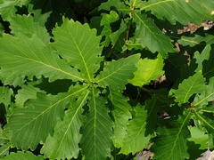 Quercus mongolica