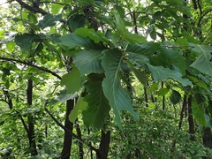 Quercus aliena