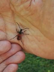 Stictoleptura cordigera