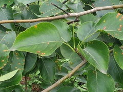 Pyrus pyrifolia
