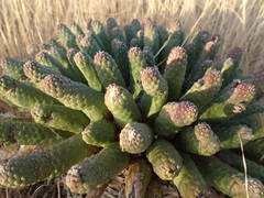 Euphorbia esculenta