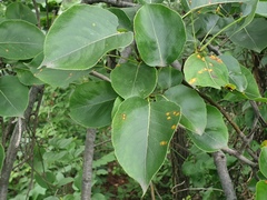 Pyrus pyrifolia
