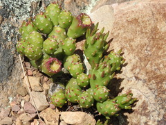 Tephrocactus verschaffeltii