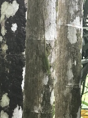 Anolis evermanni