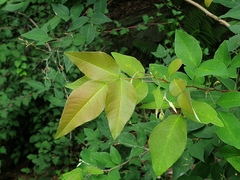Lespedeza maximowiczii
