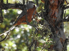 Conirostrum binghami