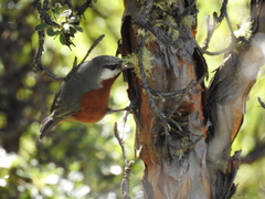 Conirostrum binghami