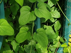 Dioscorea japonica