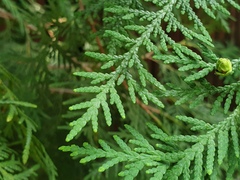 Chamaecyparis pisifera