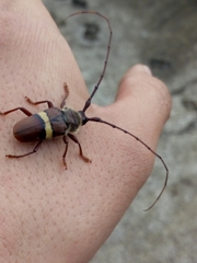 Deretrachys juvencus