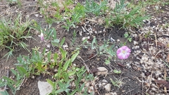 Convolvulus arvensis