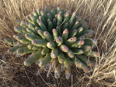 Euphorbia esculenta