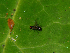 Nemopoda nitidula
