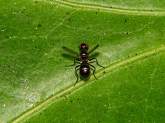 Nemopoda nitidula