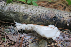 Pleurotus pulmonarius