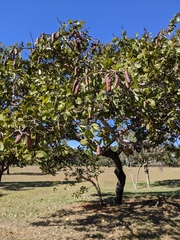 Hymenaea