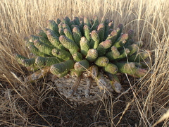 Euphorbia esculenta