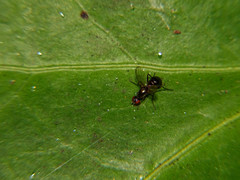Nemopoda nitidula