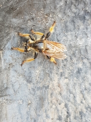 Pogonosoma maroccanum