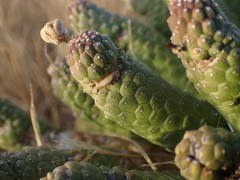 Euphorbia esculenta