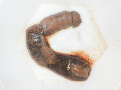 Priapulus caudatus