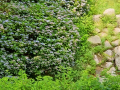 Hydrangea serrata