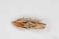 Eucosma cana