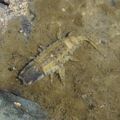 Synidotea laticauda