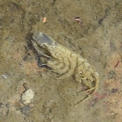 Synidotea laticauda