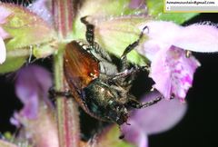 Popillia quadriguttata