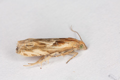 Eucosma cana
