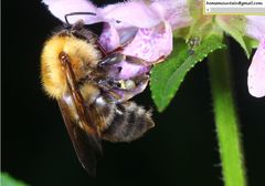Bombus opulentus
