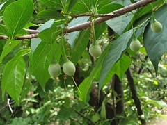 Styrax japonicus