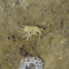 Synidotea laticauda
