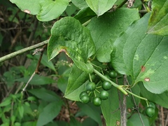 Smilax sieboldii