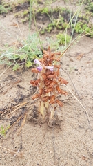 Orobanche coerulescens